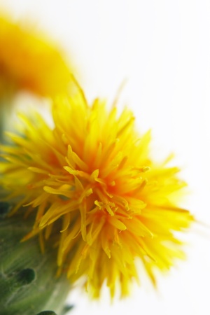 Close-up of safflowerの写真素材