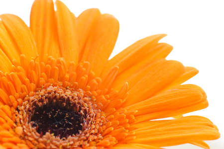 Orange gerberaの写真素材