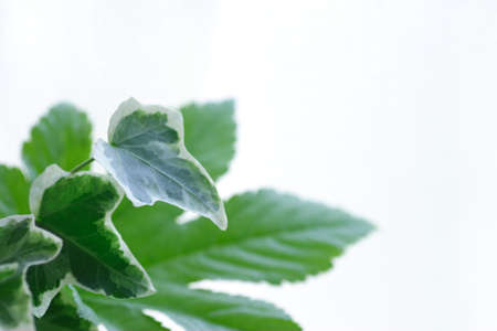 Ivy and Maple leafの写真素材