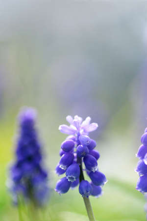 Muscari