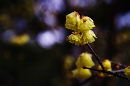 Chimonanthusの写真素材