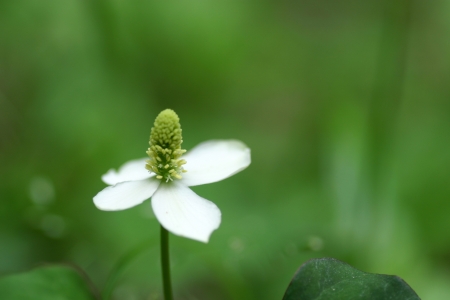 Houttuynia cordataの写真素材