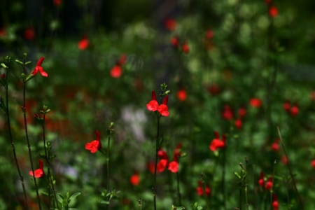 Salvia microphyllaの写真素材