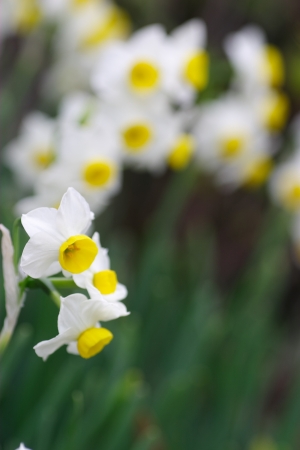 Narcissusの写真素材