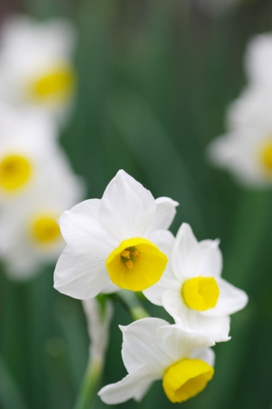 Narcissusの写真素材