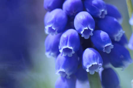 Muscariの写真素材