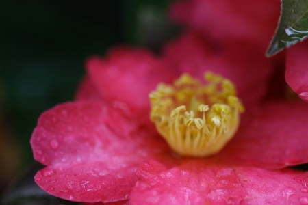 camelliaの写真素材