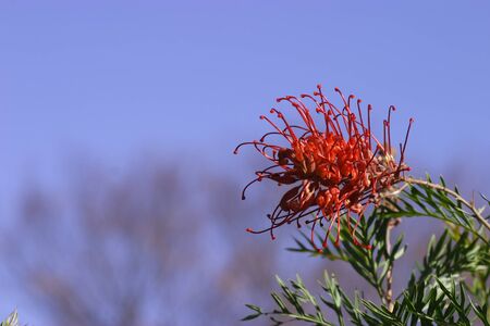 Grevillea Robyn Gordon and blue skyの写真素材