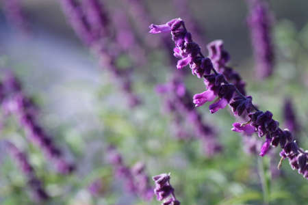 mexican bush sageの写真素材
