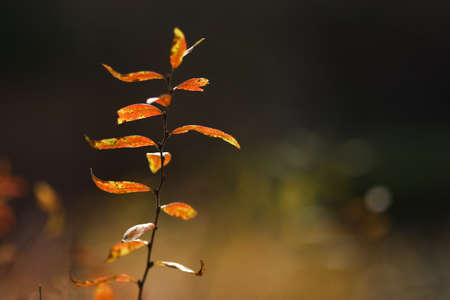 Leaf of a spirea of the autumn scenery bathed in the sunlight の写真素材
