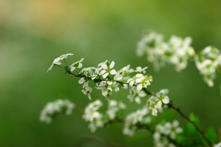 Spiraeaの写真素材