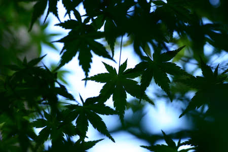 Dark Maple leafの写真素材