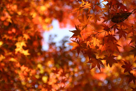 Maple leaf covering the skyの写真素材