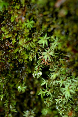 Mossの写真素材