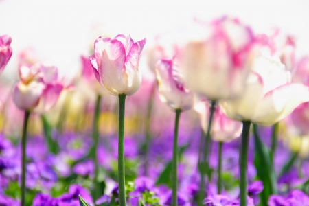 tulipsの写真素材