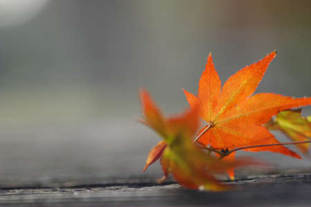 Fallen leaves of mapleの写真素材
