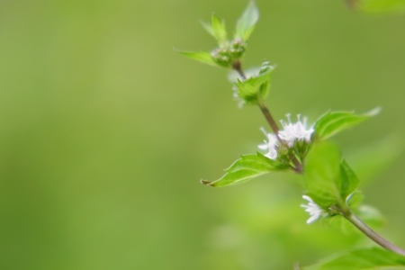 Spearmint flowerの写真素材