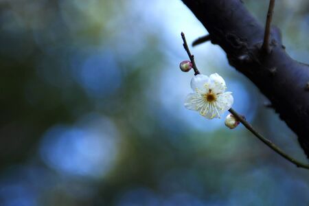 White plum blossomsの写真素材