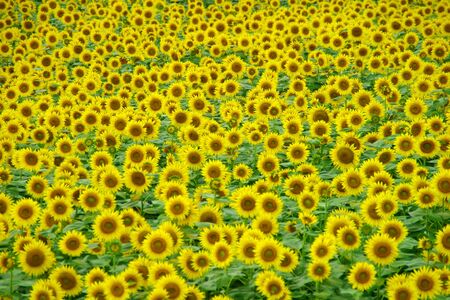 Sunflower fieldの写真素材