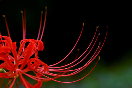 Close-up of the red spider lily Cibelesの写真素材