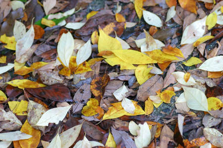 Fallen leaves of autumnの写真素材