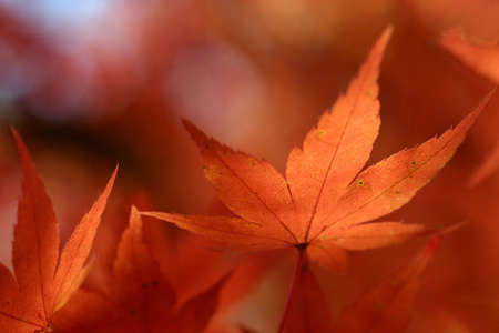 maple leafの写真素材