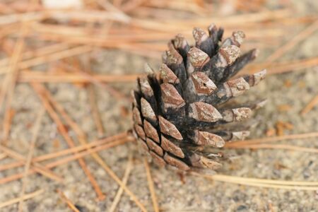 Pine cones and pine needles deadの写真素材