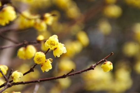 Wintersweetの写真素材