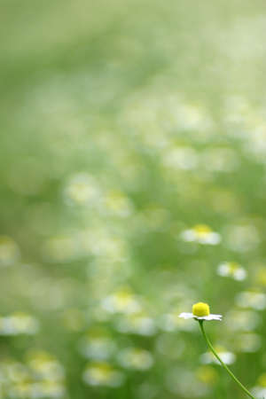 Blooming chamomile in the gardenの写真素材