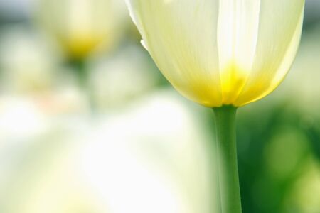 White tulipsの写真素材