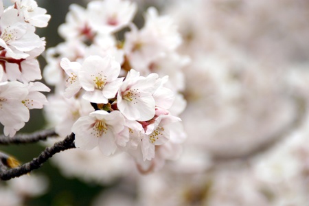Cherry blossoms in full bloomの写真素材