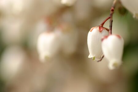 Close-up of Pieris japonicaの写真素材