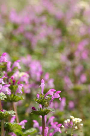 Clumps of henbitの写真素材