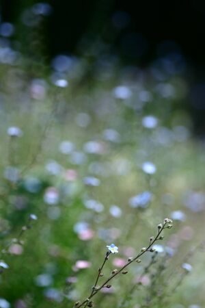 Forget-me-not flowers bloom smallの写真素材