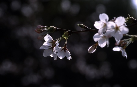 Cherry blossom petals in the sun shine throughの写真素材