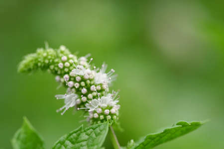 Lovely spear mint flowersの写真素材