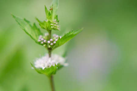 Lovely mint flowersの写真素材