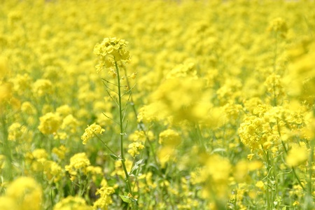 Rape field in bloomの写真素材