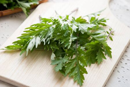 Wormwood freshly pickedの写真素材