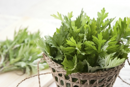 Wormwood freshly pickedの写真素材