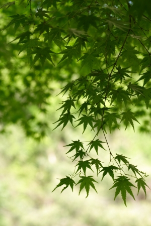Branch of mapleの写真素材