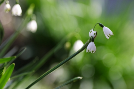Snowflake which bloomed in the gardenの写真素材