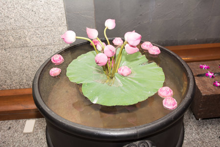 lutusの写真素材