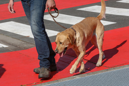 Dog Guide to Dressageの写真素材