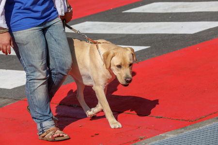 Dog Guide to Dressageの写真素材