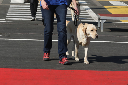 Dog Guide to Dressageの写真素材