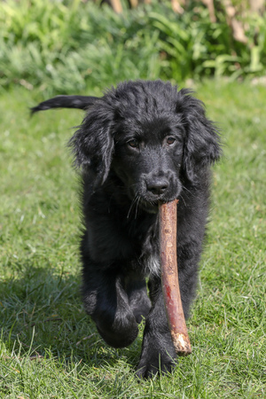 A young dog in a gardenの写真素材