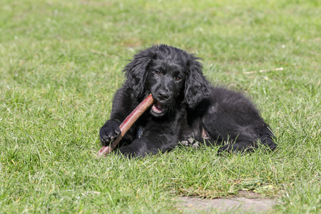 A young dog in a gardenの写真素材