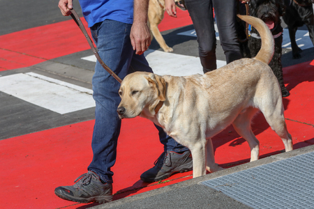 Dog Guide to Dressageの写真素材