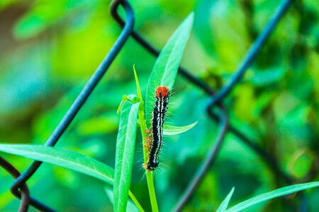 Caterpillarの写真素材